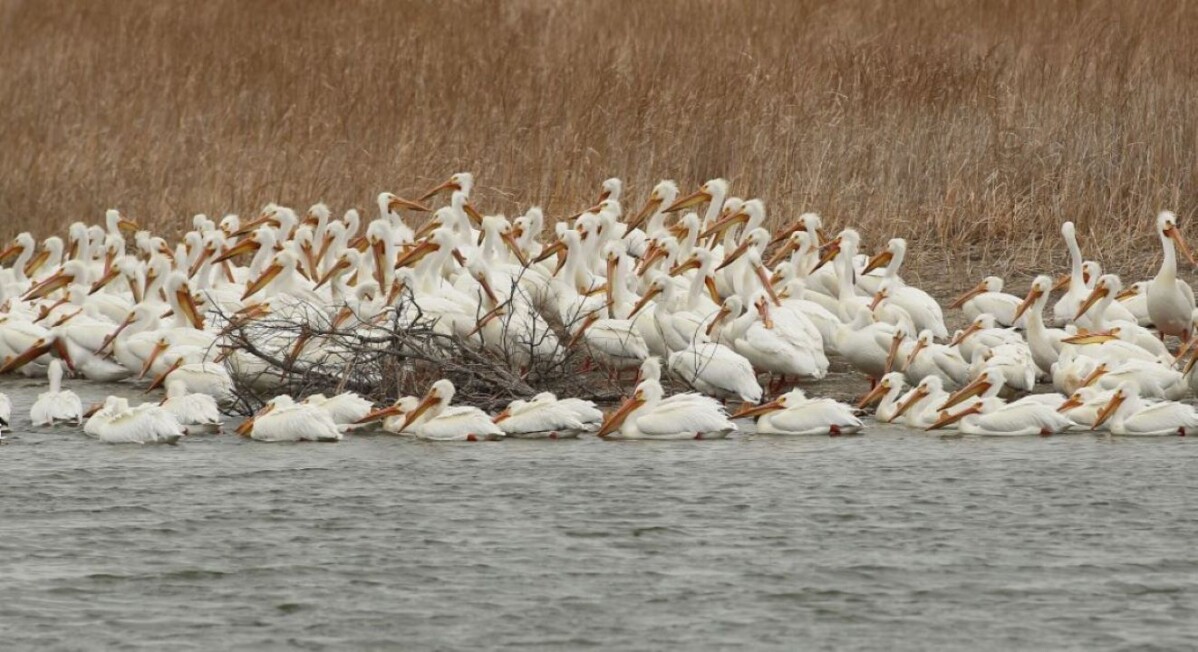 Pelican Migration - Walk to Unlock Nebraska